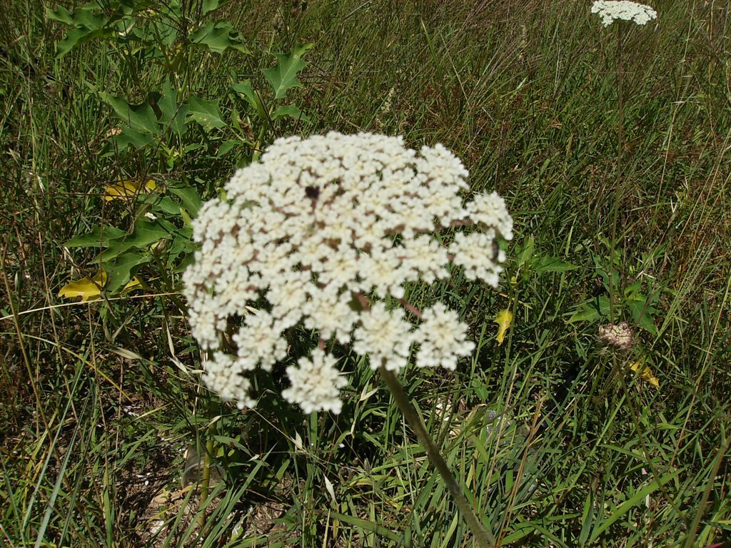 Daucus carota sl.